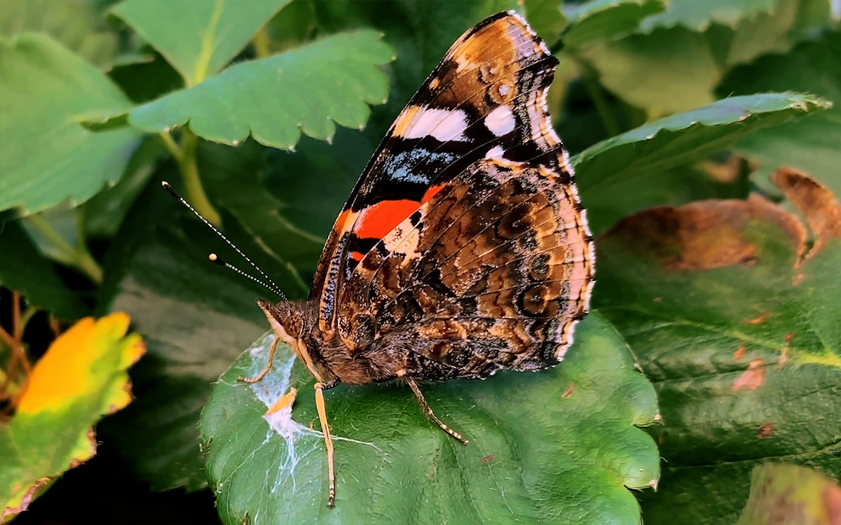 Agriturismo Crespina, Schmetterling (1) Agriturismo Crespina, Schmetterling (1)