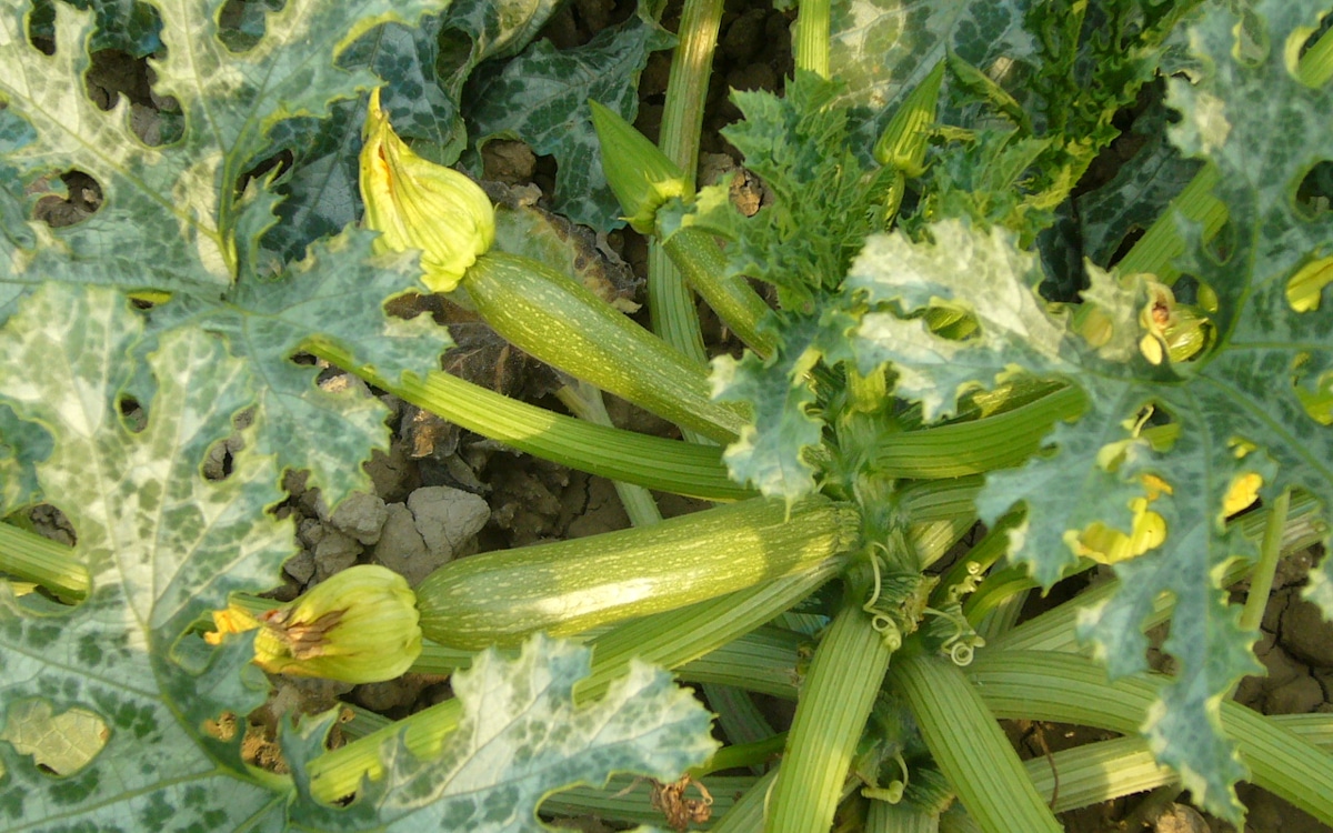 Agriturismo Santa Luce, Gemüsegarten (2)