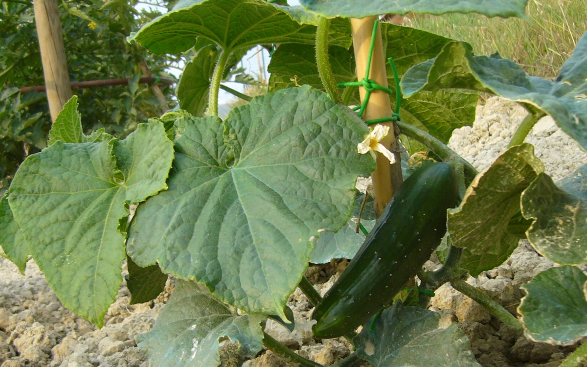 Agriturismo Santa Luce, Gemüsegarten