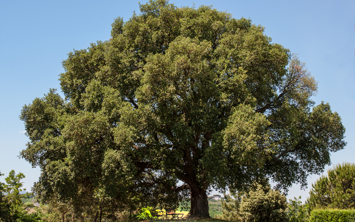 Bauernhof Crespina 2, Korcheichenbaum (2)