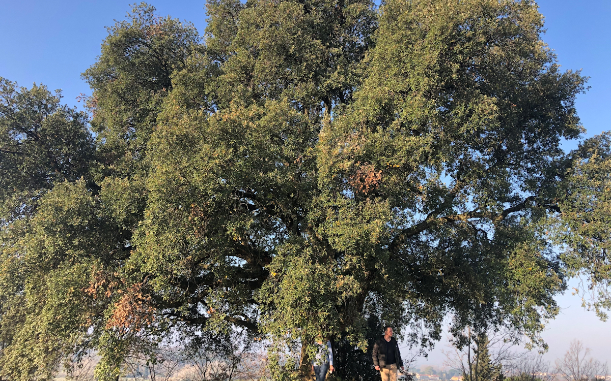 Bauernhof Crespina 2, Korcheichenbaum (3)