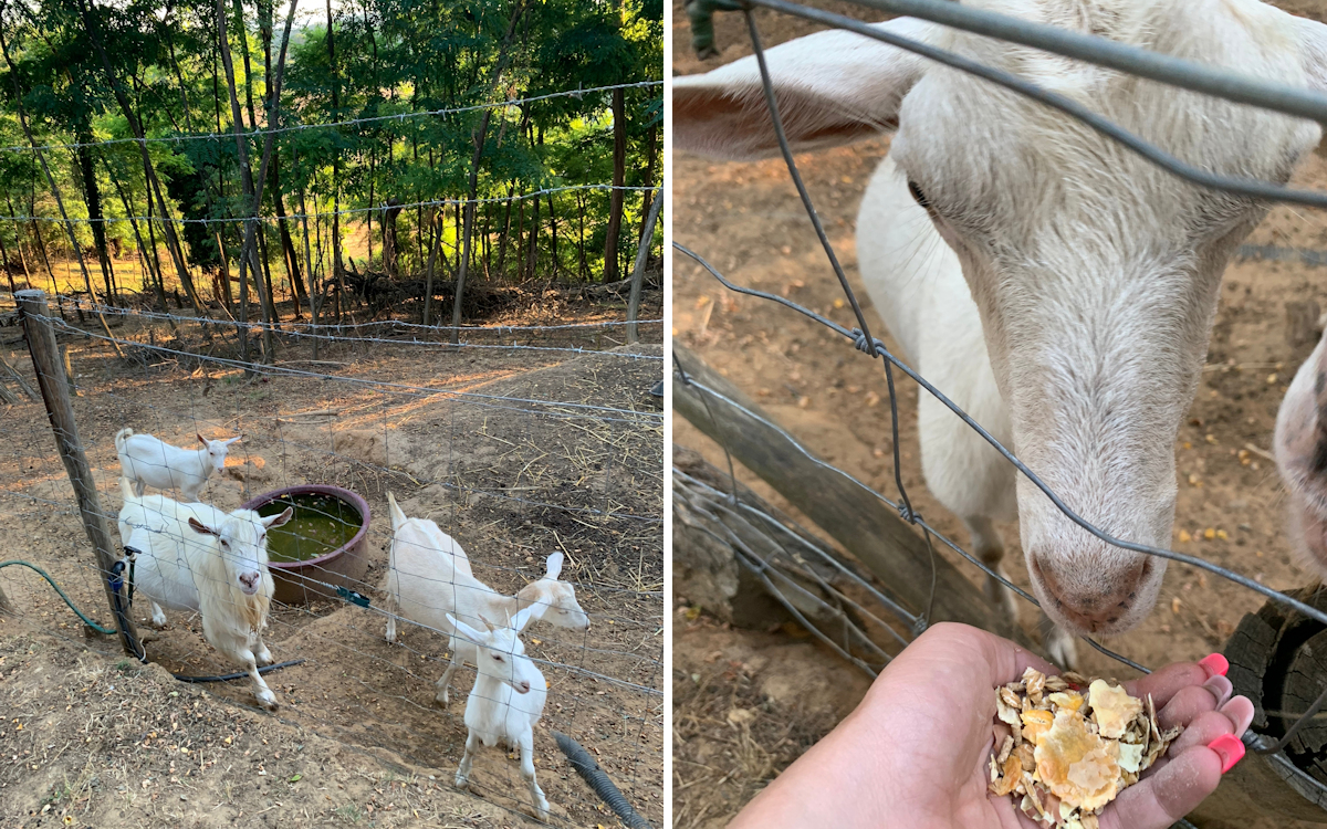 Bauernhof Crespina 2, Ziegen