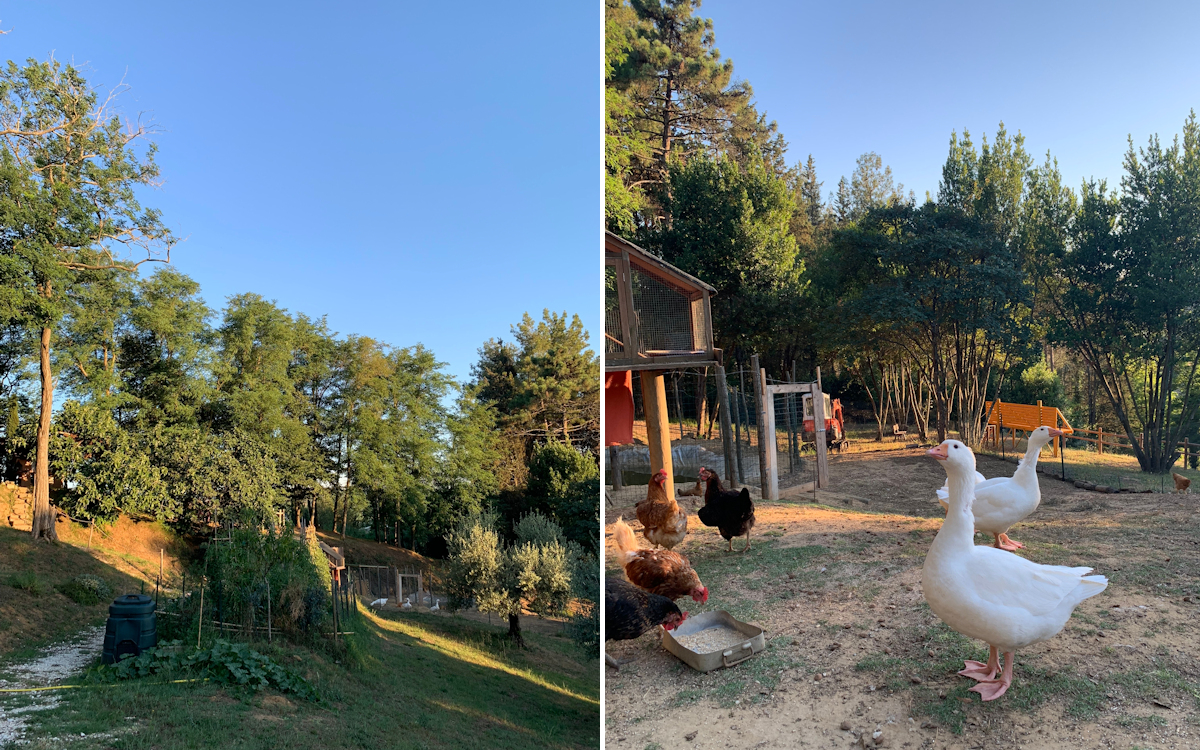 Bauernhof Crespina, Gänse und Hühner