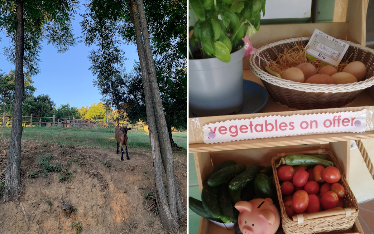 Bauernhof Crespina, Ziege, Obst, Eier