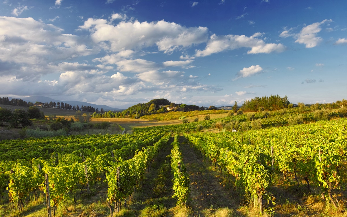 Tenuta di Camugliano: Der Weinberg Tenuta di Camugliano: Der Weinberg