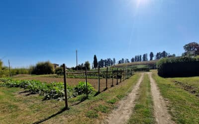 Ferienhaus Camugliano, Gemüsegarten (2)