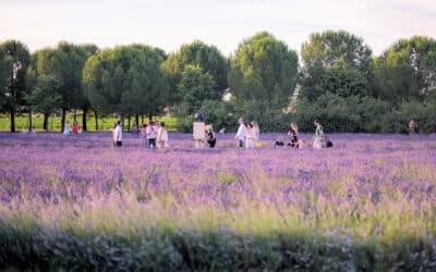 Bio-Bauernhof Asciano, Lavendelfelder (9)