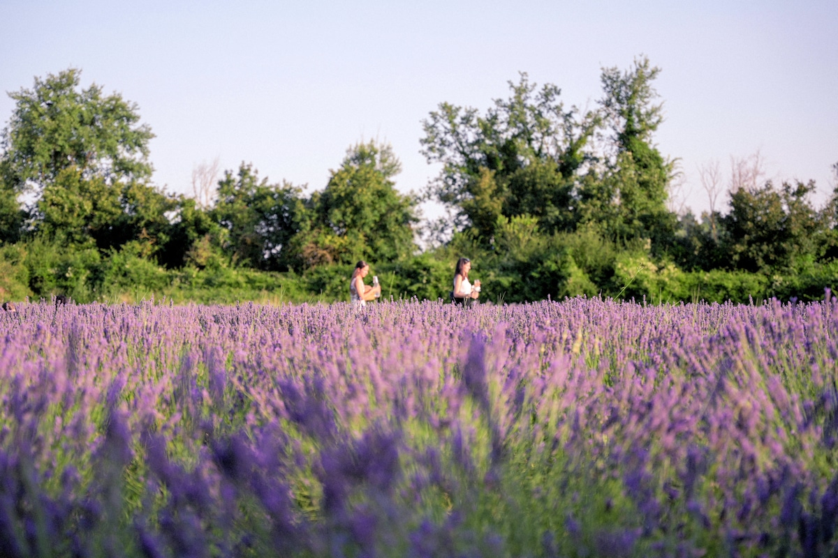 Bio-Bauernhof Asciano, Lavendelfelder Bio-Bauernhof Asciano, Lavendelfelder