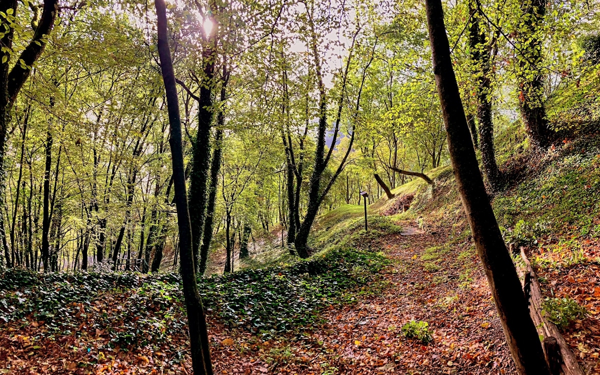 Mugello 2 Wald Mugello 2 Wald