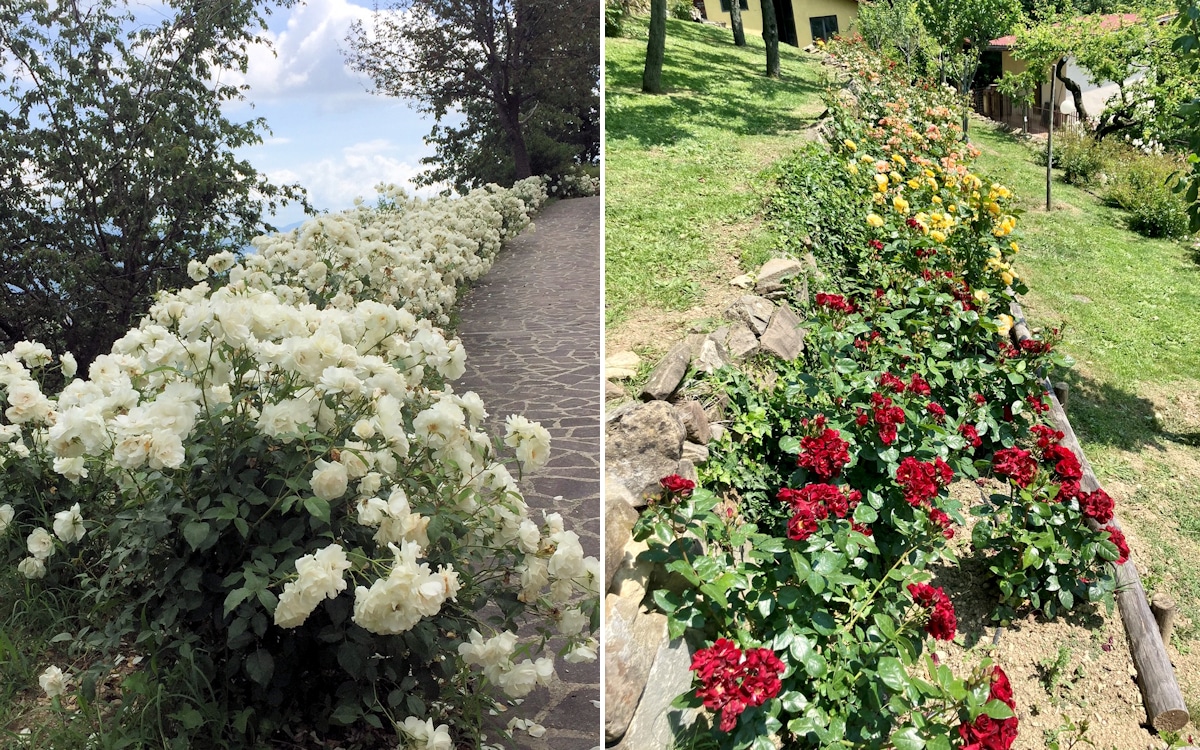 Bed and Breakfast Mugello 2, die Rosen von Antonella Bed and Breakfast Mugello 2, die Rosen von Antonella