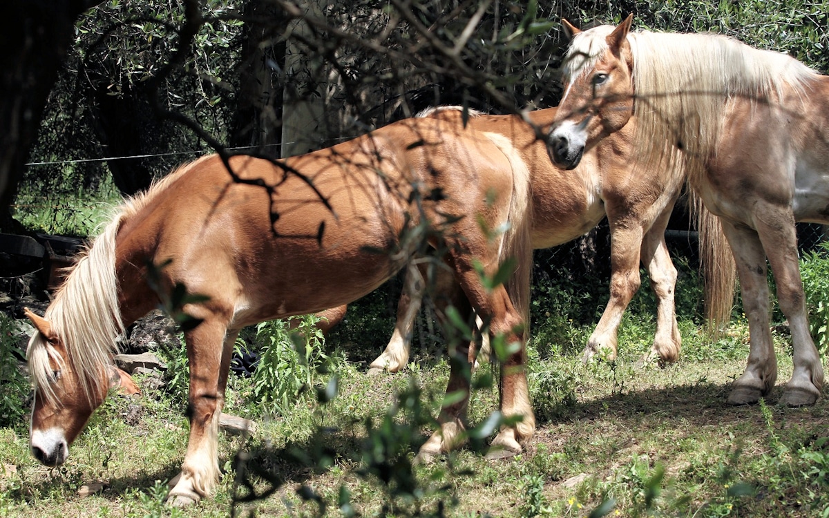Reiten in der Toskana, Haflinger Calci (1)