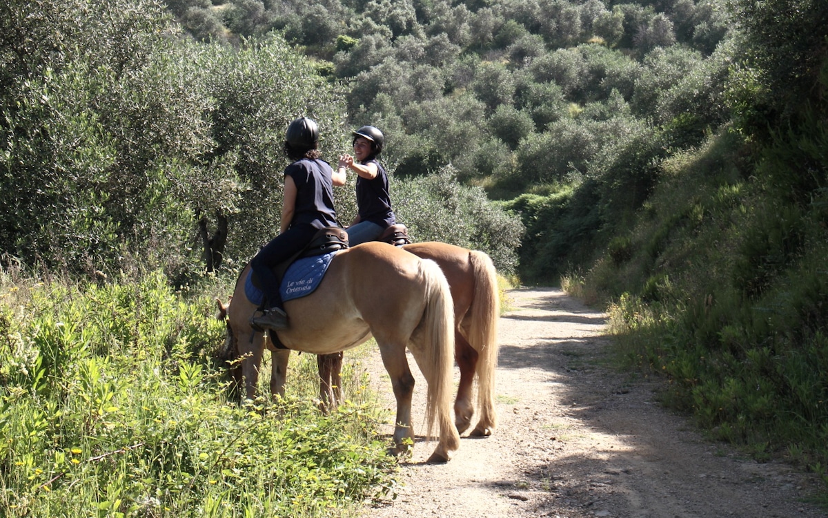 Reiten in der Toskana, Haflinger Calci (5)