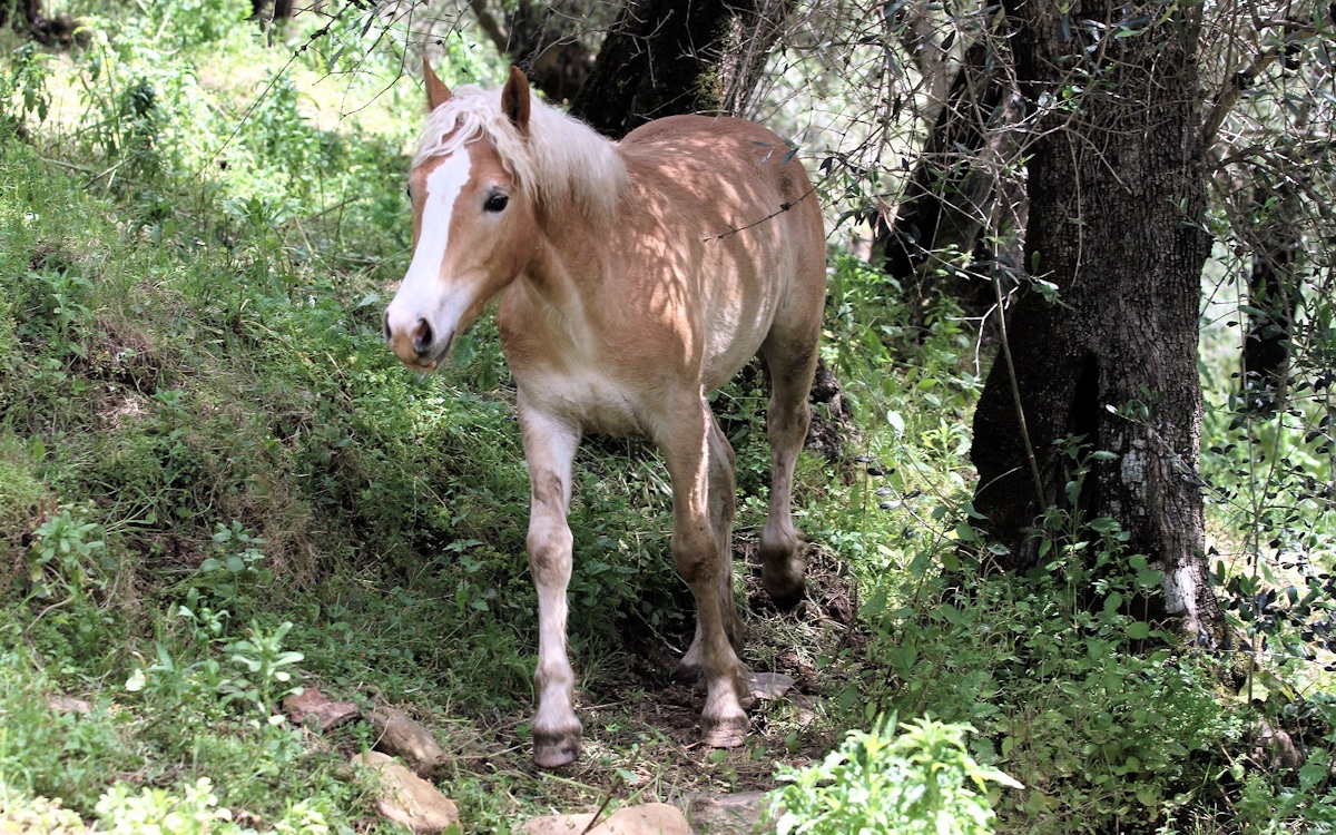 Reiten in der Toskana, Haflinger Calci (6)