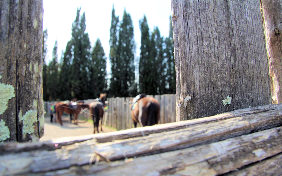 Urlaub auf dem Bio-Bauernhof, Reiten (2) Urlaub auf dem Bio-Bauernhof, Reiten (2)