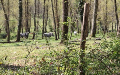 Urlaub auf dem Bio-Bauernhof, Bio-Rinderzucht (3)