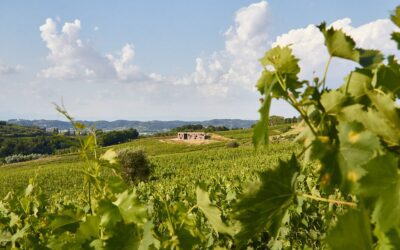 Terricciola, Citta Del Vino (7)