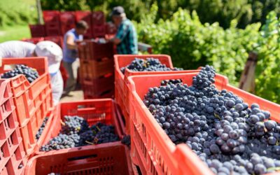 Terricciola, Citta Del Vino (9)