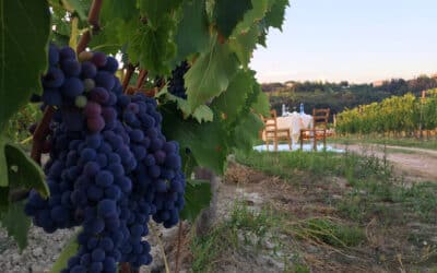 Terricciola, Citta del Vino