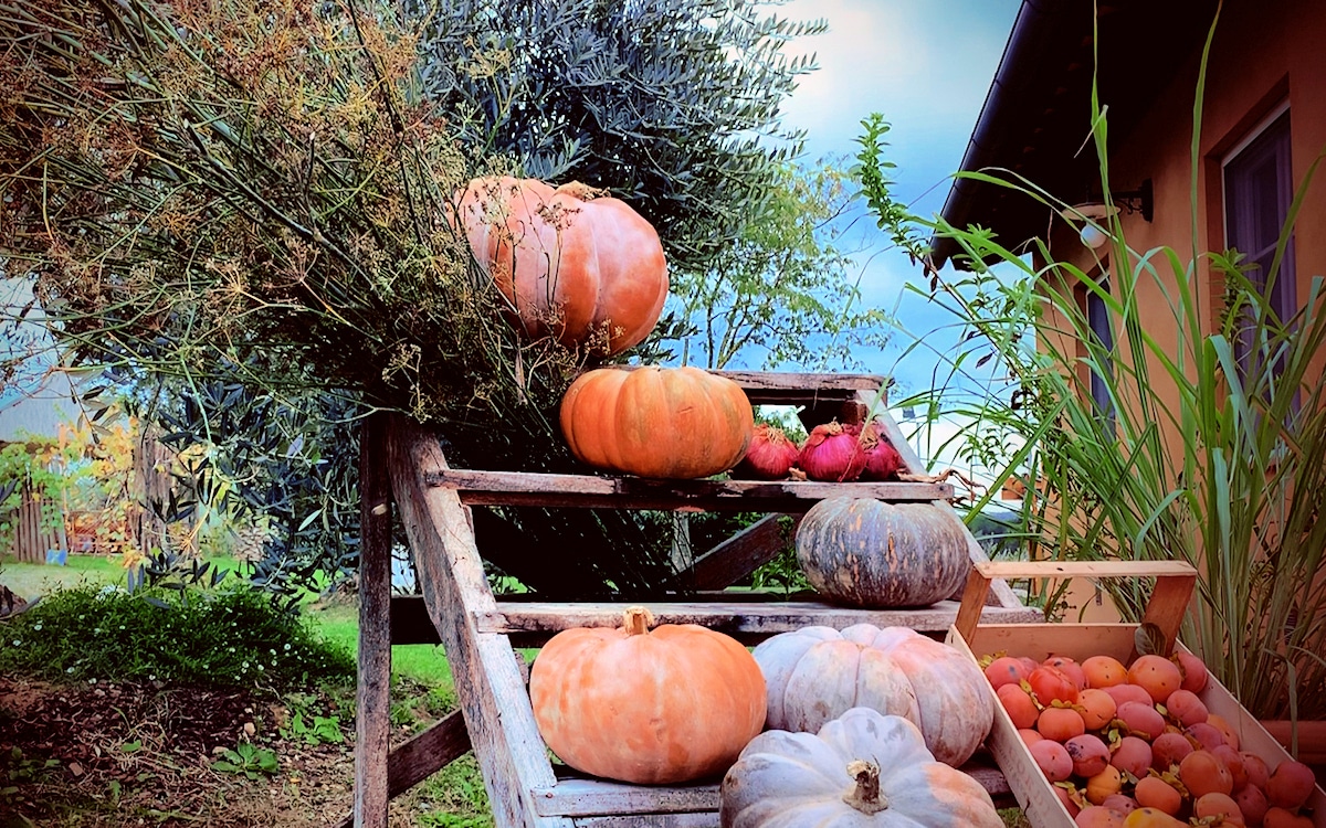 Goldener Oktober in der Toskana |  Kürbis Goldener Oktober in der Toskana |  Kürbis